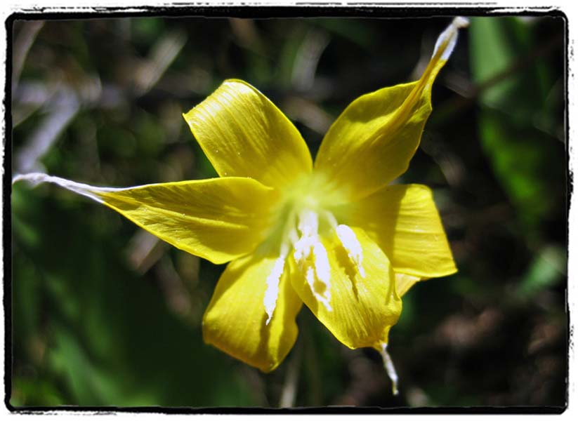IMG_0603a